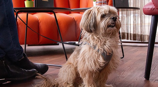 Gemeinsame Auszeit im Wellnesshotel: Mit Hund die Steiermark entdecken