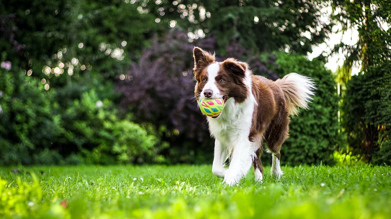 Zertifiziert als eines der hundefreundlichen Hotels der Steiermark
